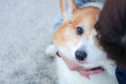 ワンちゃん飼うなら🐶