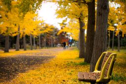 カメラの新型が出て考えた事