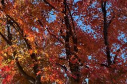 四季を感じるお住まい