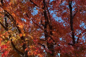 四季を感じるお住まい